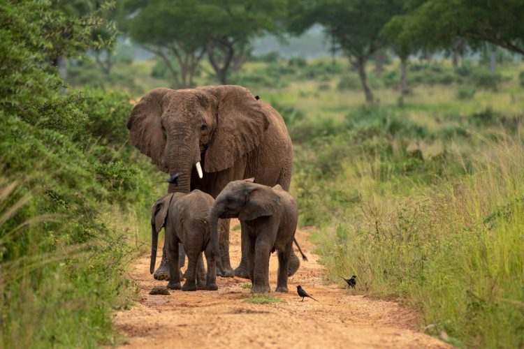 elephants-in-murchison-falls-national-park
